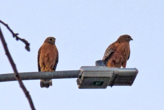 Two hawks on a lightpost