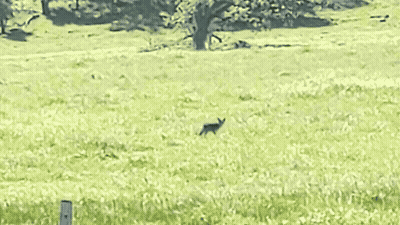 A gif of a coyote in a green field running away from the viewer, stopping and looking back at the viewer before continuing on.