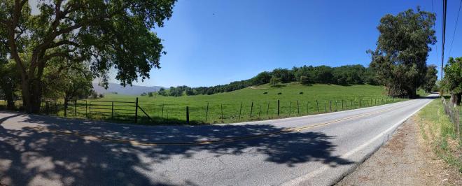 A paved road cutting through green hillsides, taken from the shade of an oak tree to the left side of the frame